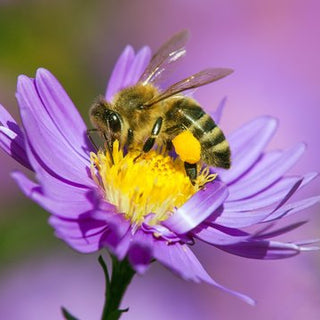 Pollinator Friendly Perennials