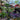 Houseplants