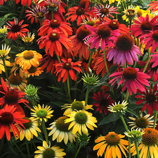 Perennials For Summer Color