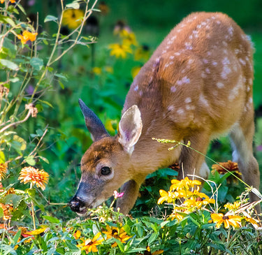 Deer Resistant Annuals