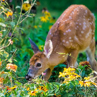 Deer Resistant Perennials