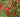 Drought Tolerant Perennials