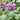 Perennials For Spring Color