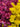Chrysanthemum, Combos