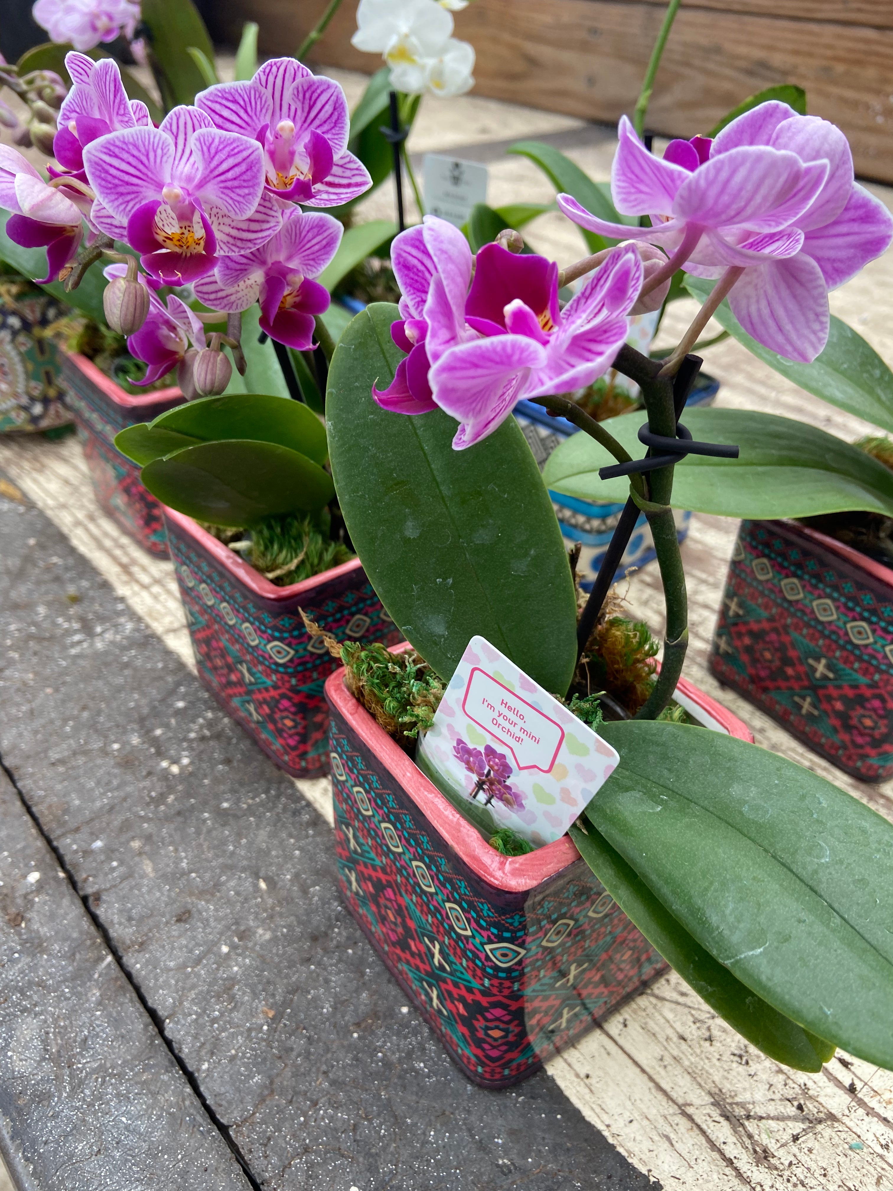 2.5" Mini Orchids