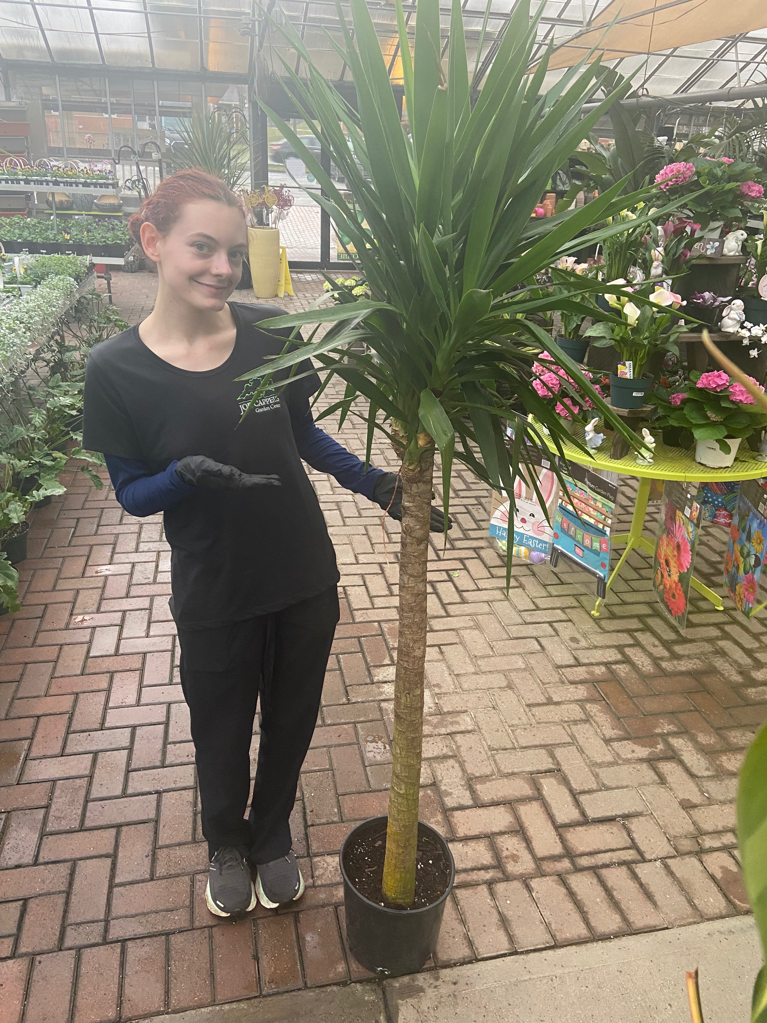 yucca cane for sale Yucca Cane – Joe Cappel's Garden Center