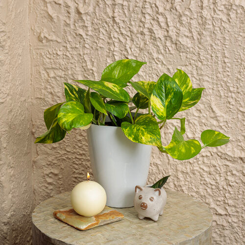 epipremnum aureum pothos Epipremnum aureum 'Summer Nights' – Joe Cappel's Garden Center