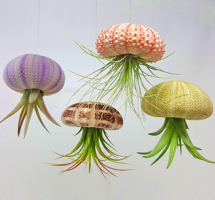 jellyfish air plant holder Jellyfish Air Plant Hanger – Joe Cappel's Garden Center
