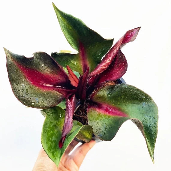 heartleaf philodendron red leaves Philodendron Red Heart – Joe Cappel's Garden Center