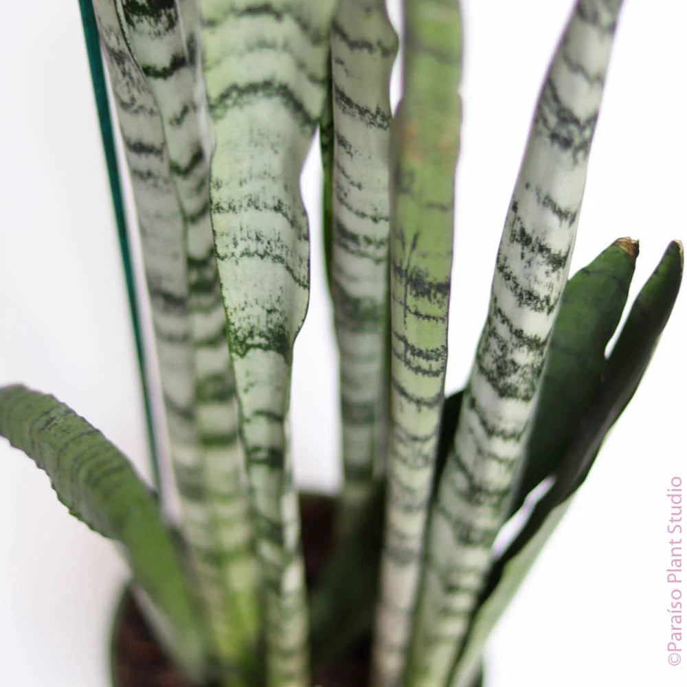 sansevieria seafoam Sansevieria Spearmint – Joe Cappel's Garden Center