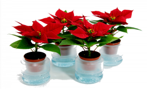 2" Poinsettia in Watership Container