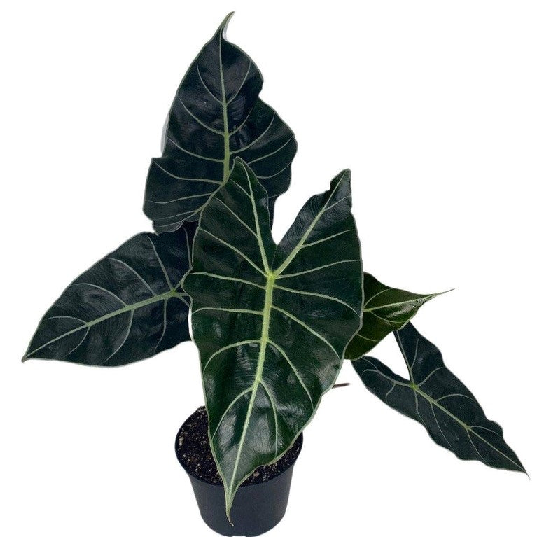 dragon tooth succulent Alocasia Dragon's Tooth – Joe Cappel's Garden Center