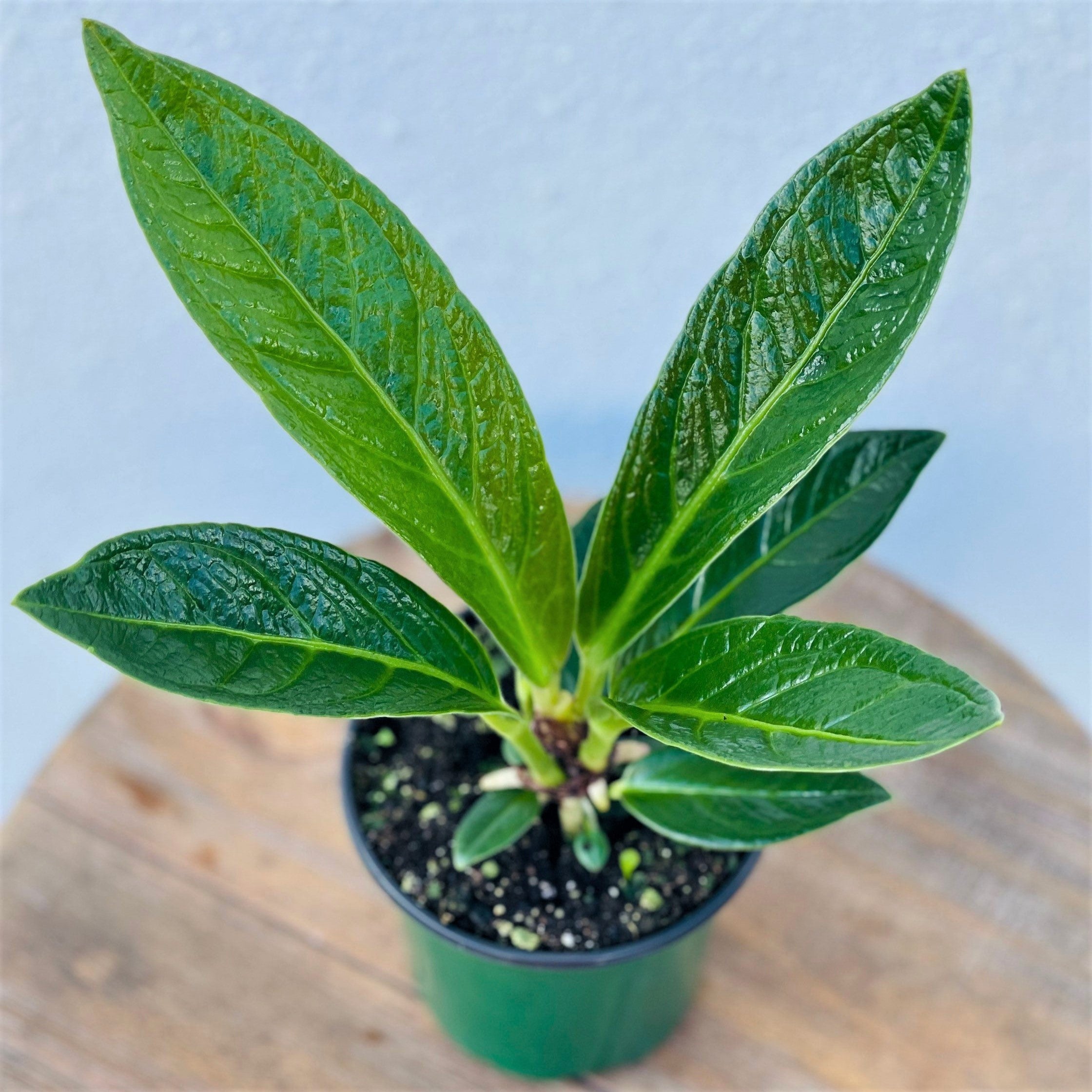 anthurium king cobra Anthurium 'Cobra' – Joe Cappel's Garden Center