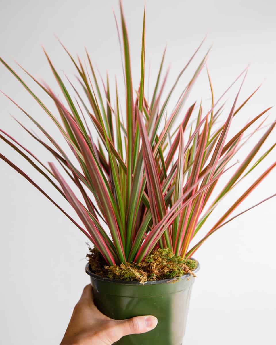 red edged dracaena houseplant Dracena Marginata – Joe Cappel's Garden Center