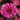 Chrysanthemum, Pink