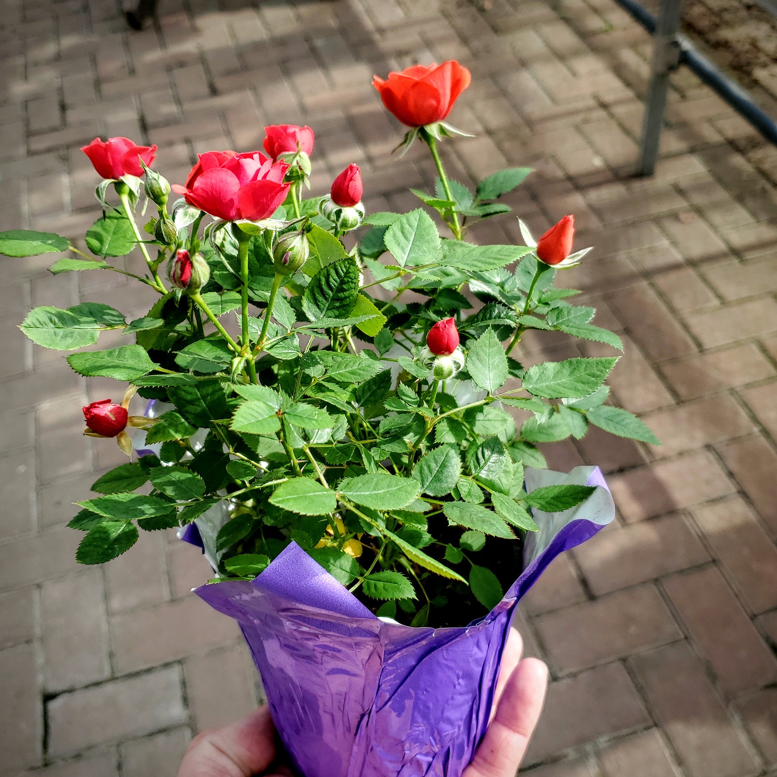 safeway plant pots Miniature Rose – Joe Cappel's Garden Center
