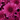 Chrysanthemum, Purple
