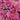 Chrysanthemum, Pink