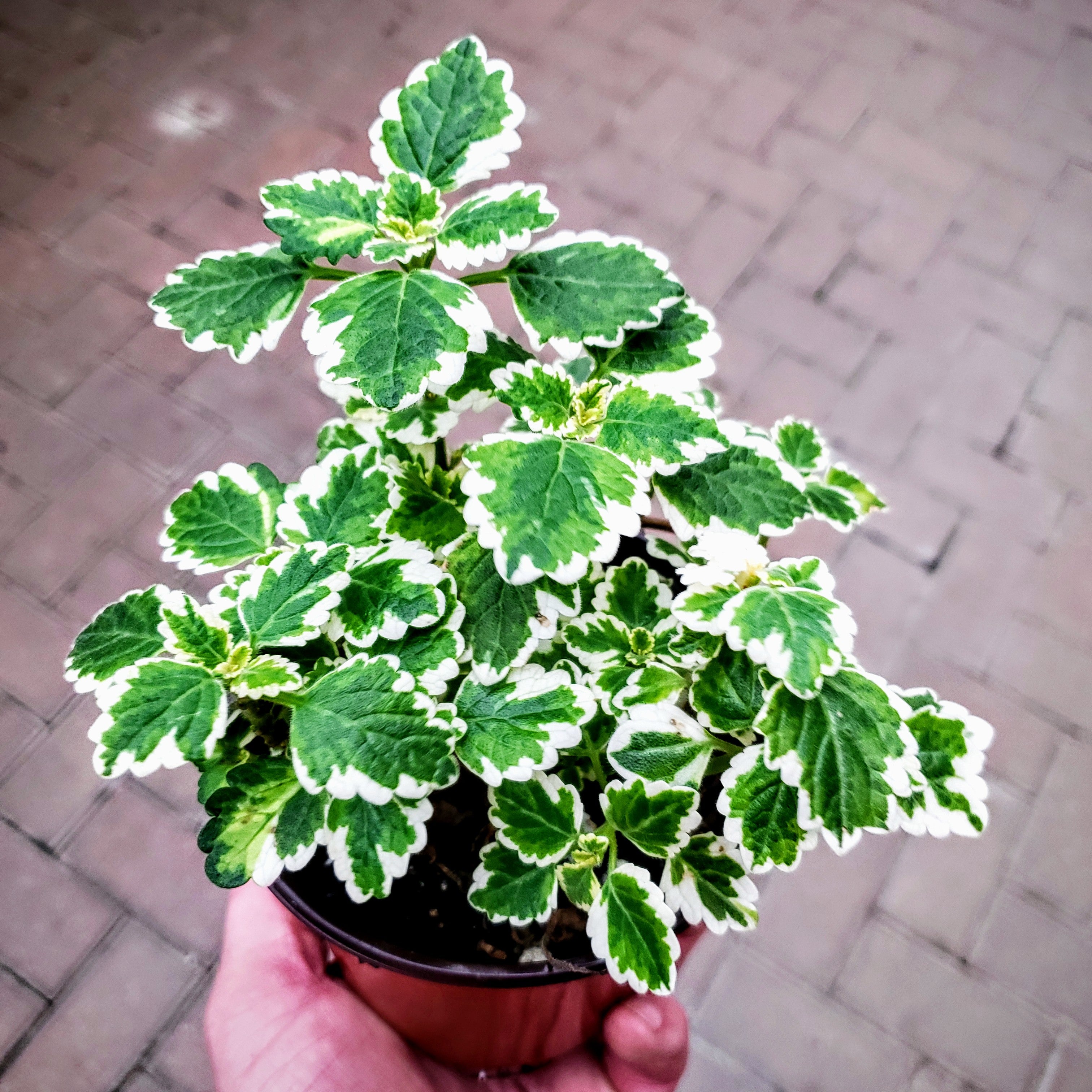 house plant swedish ivy Swedish Ivy, Variegated – Joe Cappel's Garden Center
