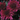 Chrysanthemum, Purple