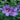 Hibiscus Paraplu® Violet (Rose of Sharon)