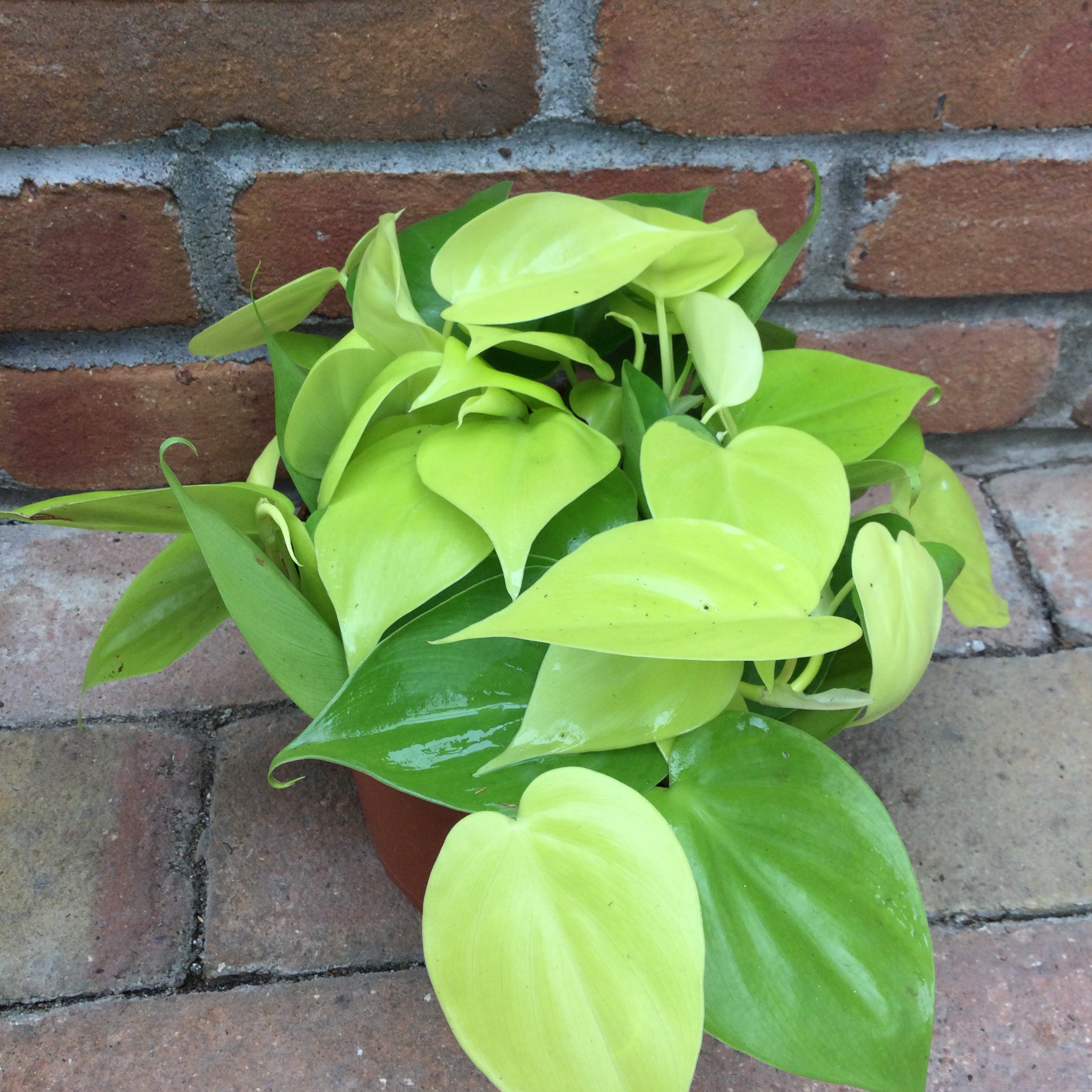 lemon lime philodendron Philodendron Lemon Lime 'Heart Leaf' – Joe Cappel's Garden Center
