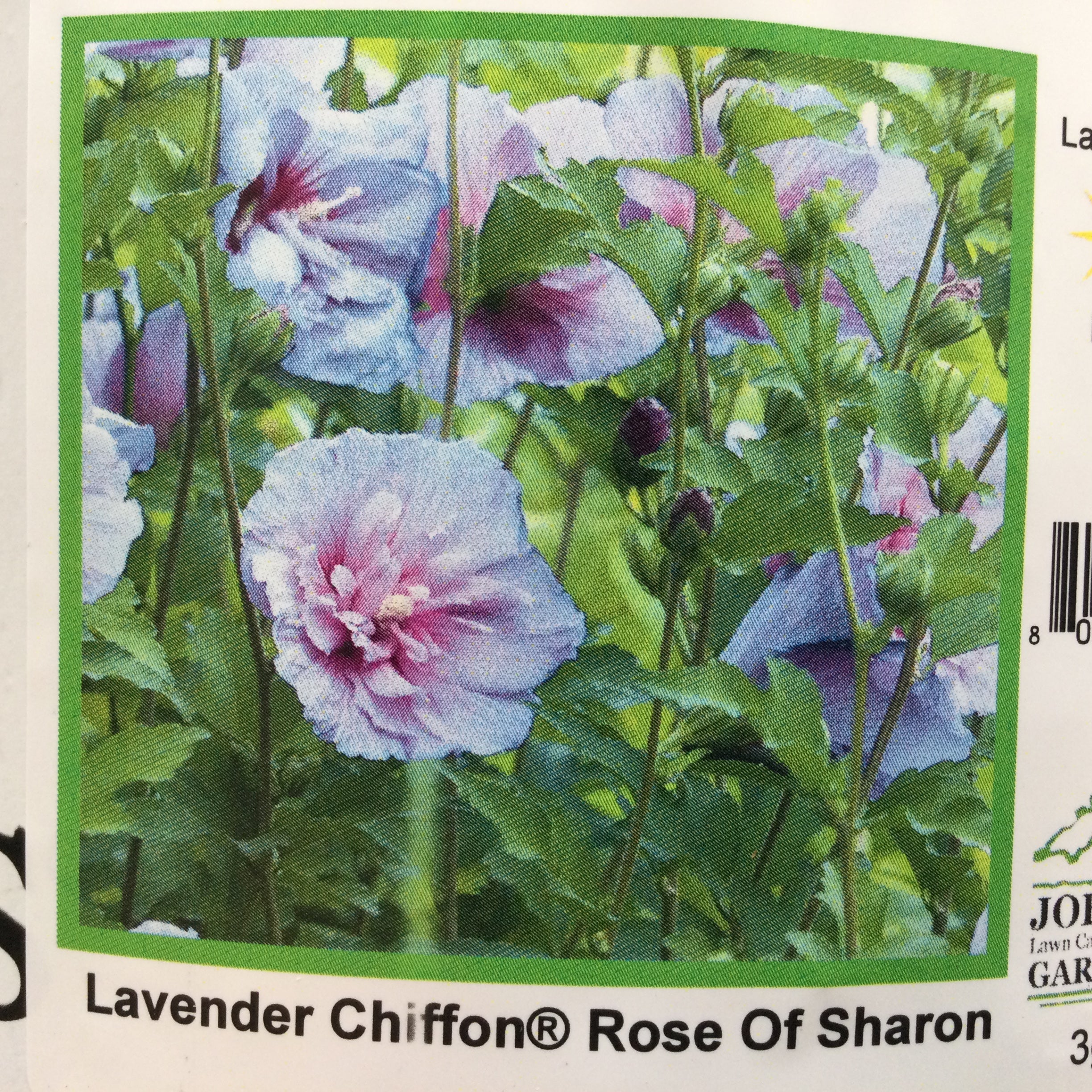 Hibiscus Lavender Chiffon® (Rose of Sharon)