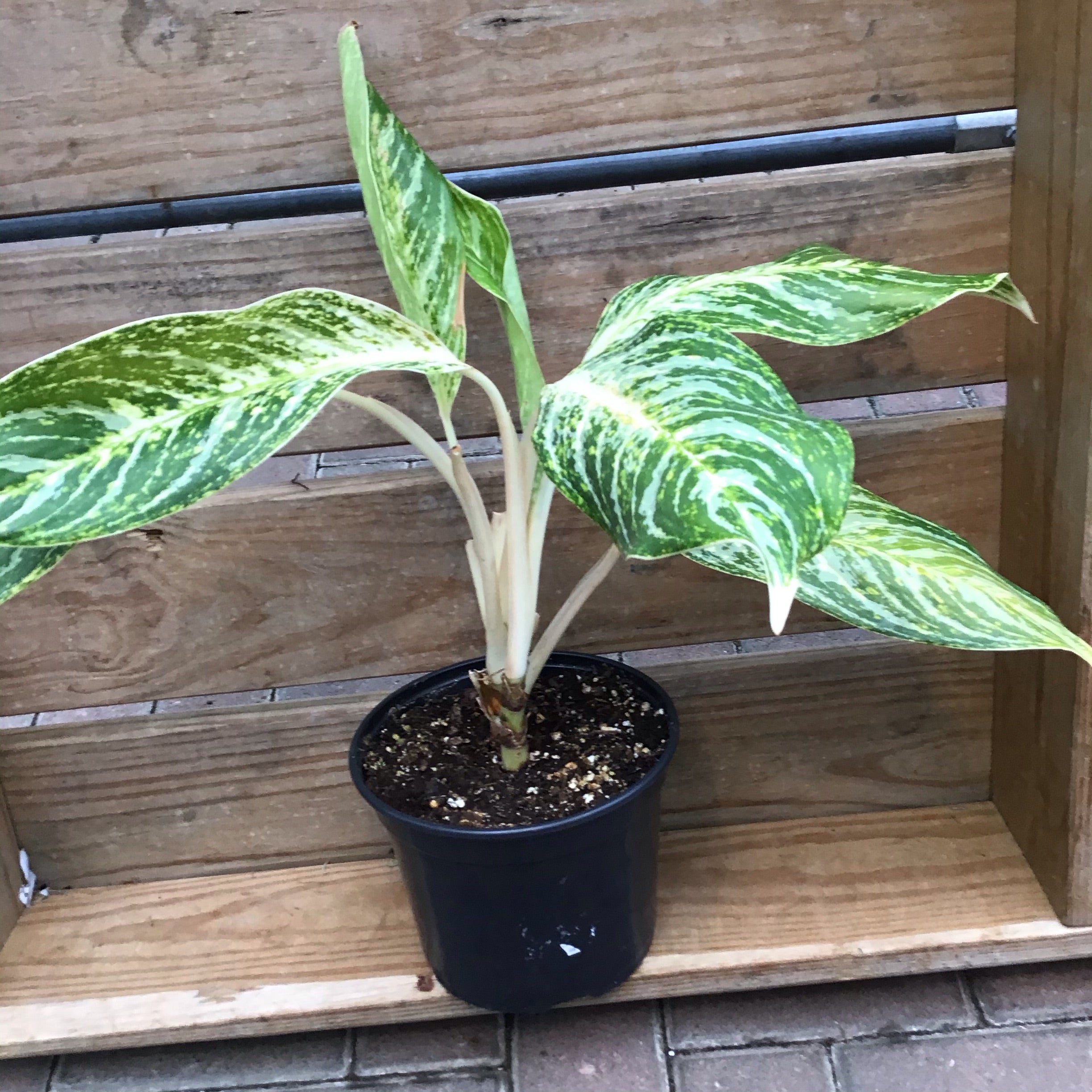 aglaonema golden madonna hardness Aglaonema Golden Madonna – Joe Cappel's Garden Center