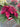 Winter Poinsettia Arrangement