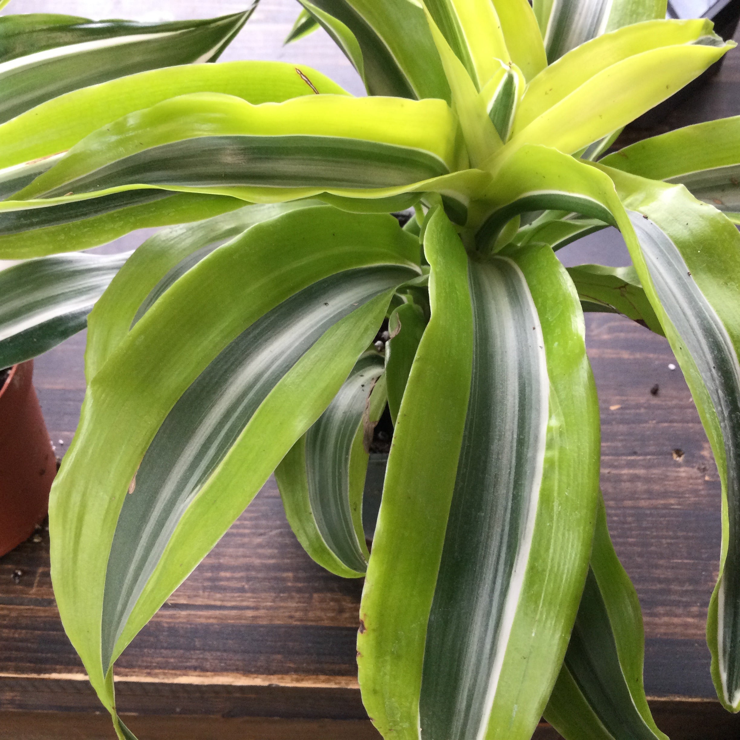 dragon series dracaena Dracaena, Dragon Series – Joe Cappel's Garden Center