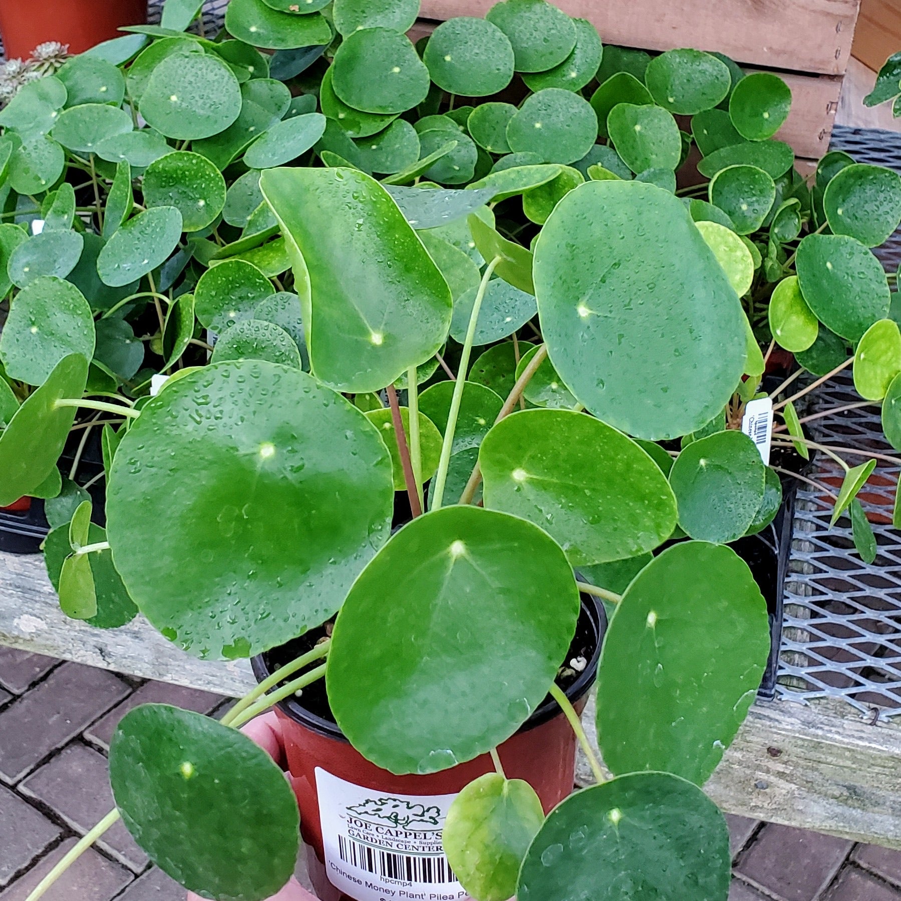 pancake money plant Pilea, Peperomioides (Chinese Money Plant) – Joe Cappel's Garden Center