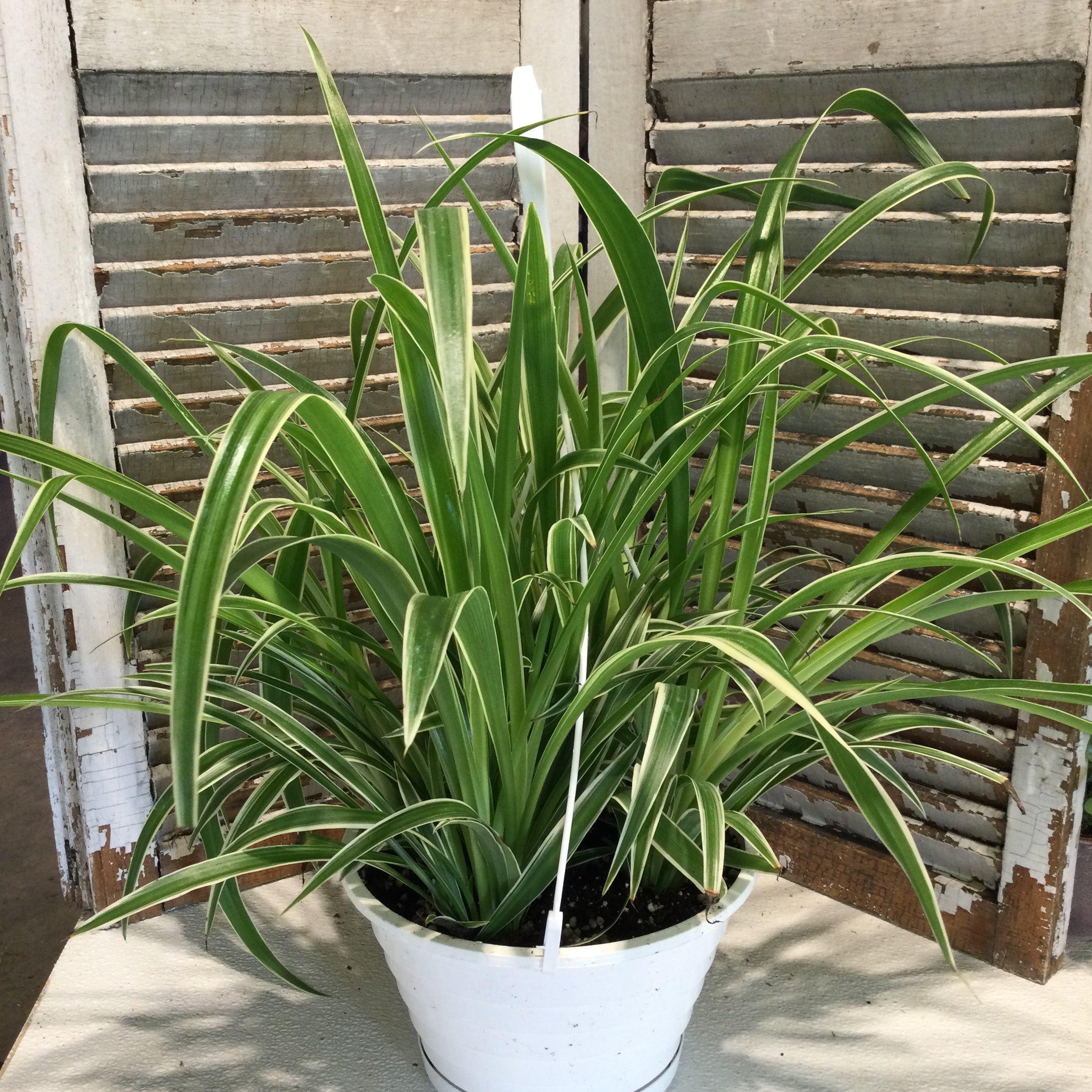 chlorophytum comosum reverse variegatum Spider Plant Reverse Variegation – Joe Cappel's Garden Center