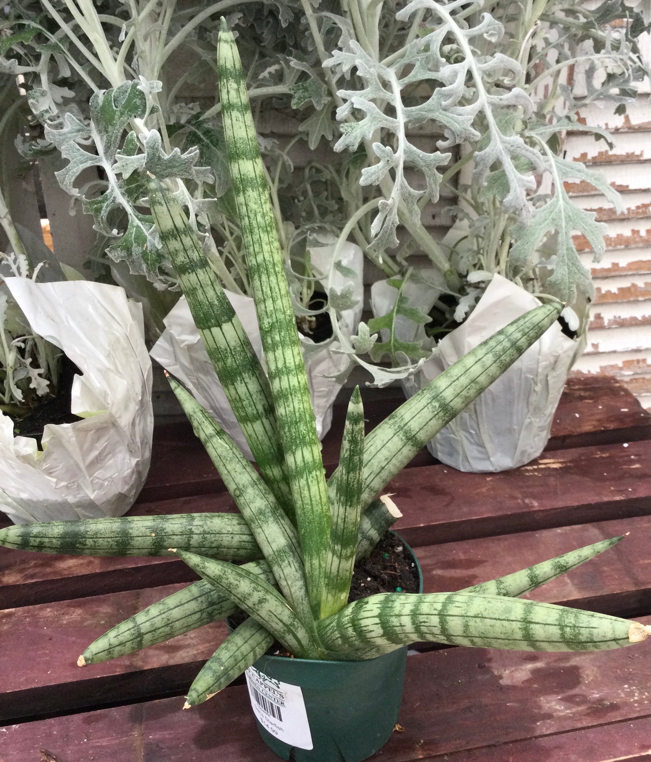 17+ Sansevieria Starfish Sansevieria, Starfish – Joe Cappel’s Garden Center