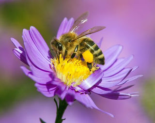 Pollinator Friendly Perennials