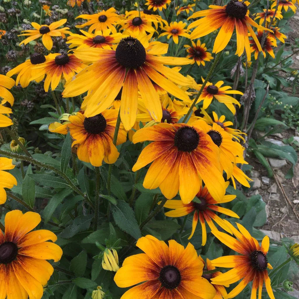 Perennials For Fall Color – Joe Cappel’s Garden Center