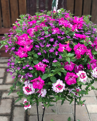 Spring Combo Baskets and Porch Pots