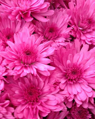 Chrysanthemums