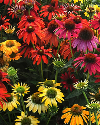 Perennials For Summer Color