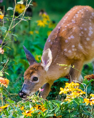 Deer Resistant Perennials