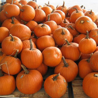 Pumpkins/Misc. Fall