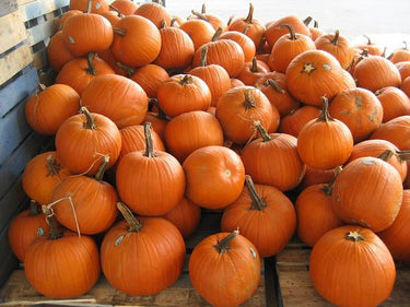 Pumpkins/Misc. Fall