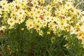 Coreopsis ‘Crème Brûlée’