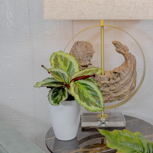 Calathea 'Like a Prayer' 'Marion'