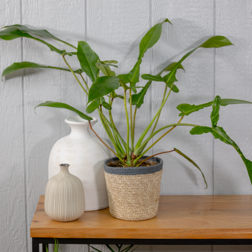 Philodendron 'Electric Eel'