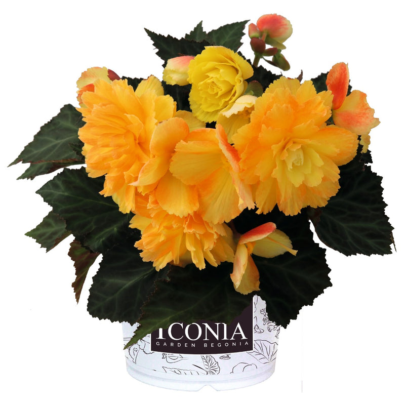 Begonia I'Conia Portofino