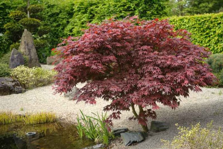 Acer r. ‘Bloodgood’