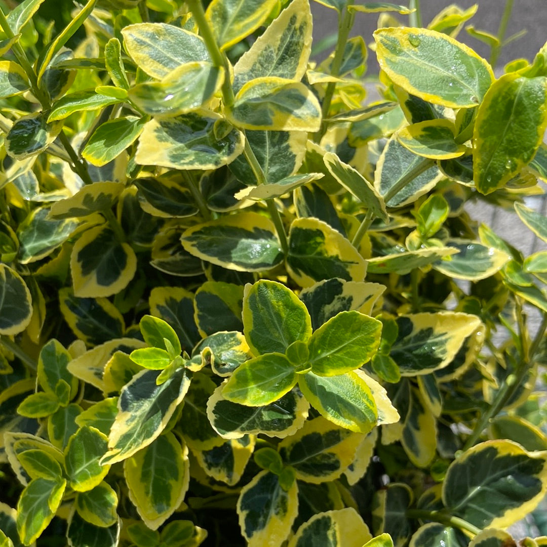 Euonymus f. 'Emerald 'n Gold'