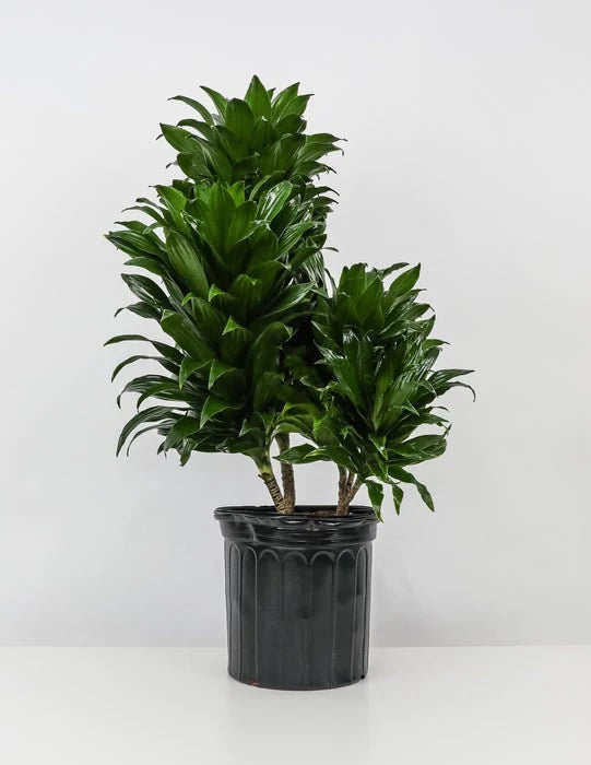 Dracaena Janet Craig Compacta