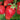 Strawberry Berries Galore Rose