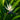 Bird of Paradise